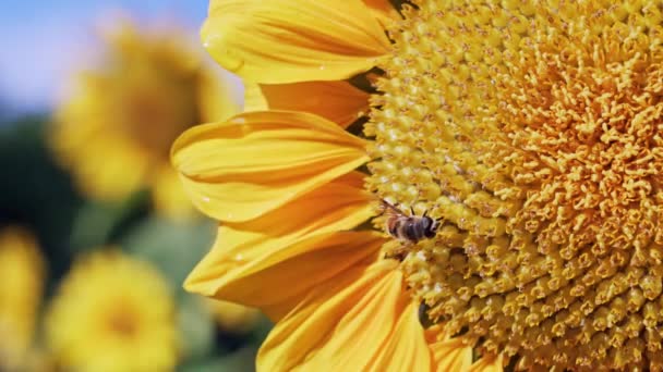 Bees Gathering Honey Sunflowers — Stock Video