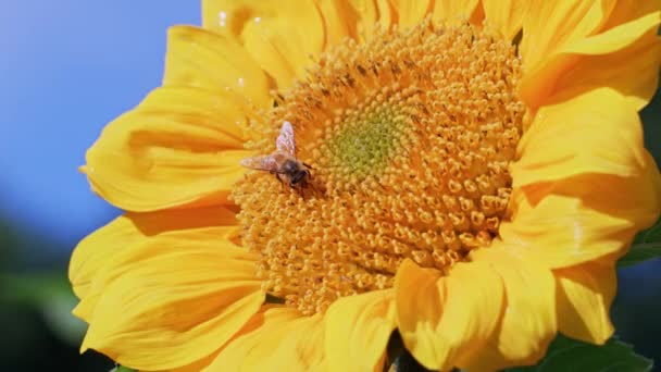 Pszczoły Słonecznikach Pełnym Rozkwicie Zbierają Miód — Wideo stockowe