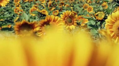 Arılar ve bir sürü ayçiçeği açarlar.