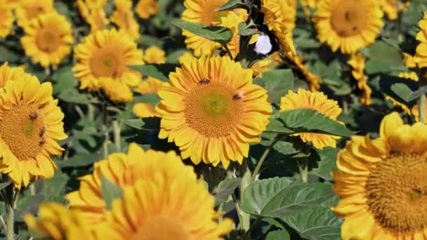 Butterflies Fluttered Landed Sunflower — Stock Video