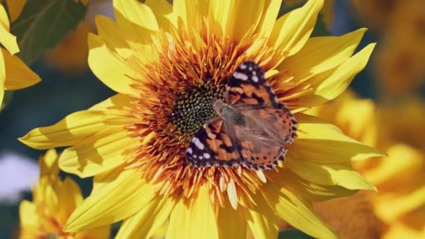 Papillon Atterri Sur Tournesol Fleurs — Video