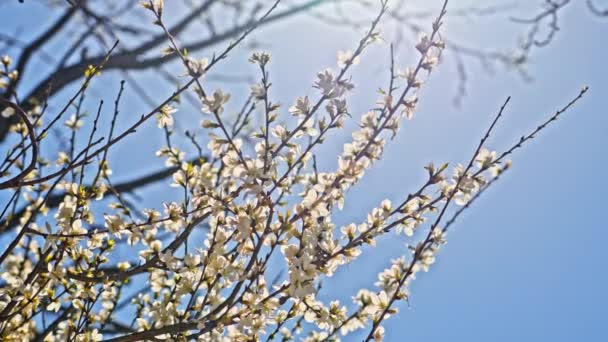 Şeftali Çiçekleri Nisan Mavi Gökyüzüne Karşı Açar — Stok video