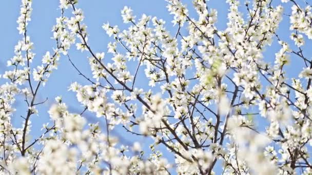 Kwitną Kwiaty Brzoskwiń Przeciwko Błękitnemu Niebu Kwietniu — Wideo stockowe