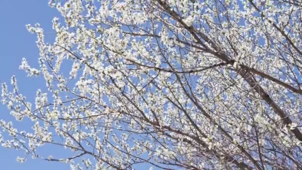 Şeftali Çiçekleri Nisan Mavi Gökyüzüne Karşı Açar — Stok video