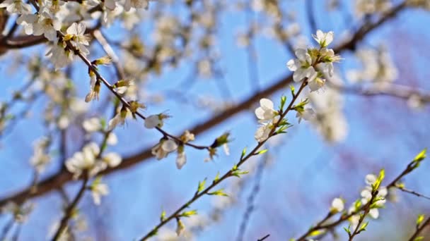 Kwitną Kwiaty Brzoskwiń Przeciwko Błękitnemu Niebu Kwietniu — Wideo stockowe