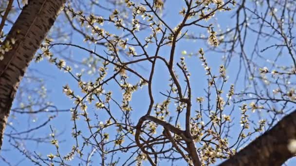 Цвіте Персик Тлі Блакитного Неба Квітні — стокове відео