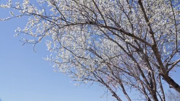 Persikoblommor Blommar Mot Den Blå Himlen April — Stockvideo