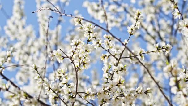 Bílé Broskvové Květy Kvetou Pod Modrou Oblohou Dubnu — Stock video