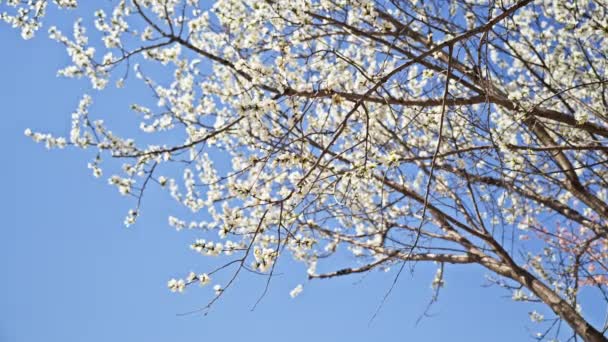 Flores Pêssego Branco Florescem Sob Céus Azuis Abril — Vídeo de Stock
