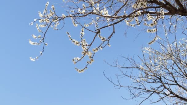 4月に青空に咲いた桃の花 — ストック動画