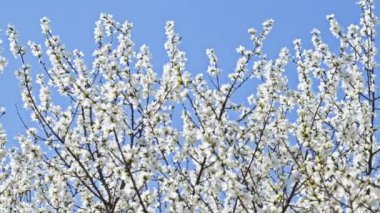 Şeftali çiçekleri, Nisan 'da mavi gökyüzüne karşı açar.