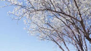Şeftali çiçekleri, Nisan 'da mavi gökyüzüne karşı açar.