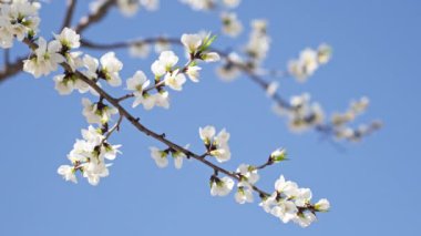 Şeftali çiçekleri, Nisan 'da mavi gökyüzüne karşı açar.