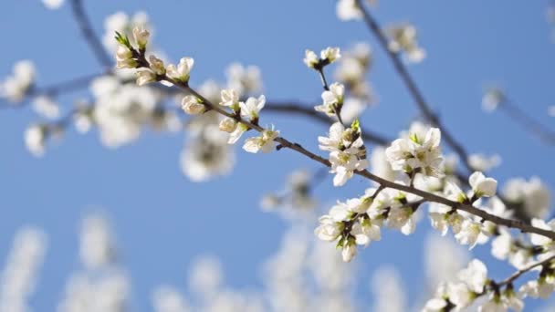 Peach Blossoms Bloom Blue Sky April — Stock Video