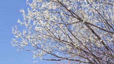 Şeftali çiçekleri, Nisan 'da mavi gökyüzüne karşı açar.