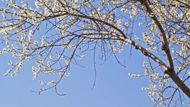 Flores Melocotón Florecen Contra Cielo Azul Abril — Vídeos de Stock