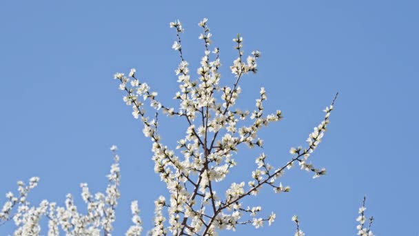 Persikoblommor Blommar Mot Den Blå Himlen April — Stockvideo