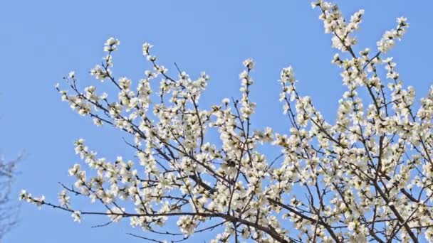 Broskvové Květy Kvetou Proti Modré Obloze Dubnu — Stock video