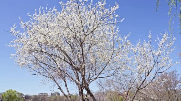 4月に青空に咲いた桃の花 — ストック動画
