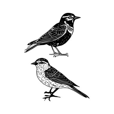 Tarlakuşu beyaz arka planda izole edilmiş. El çizimi vektör illüstrasyonu.