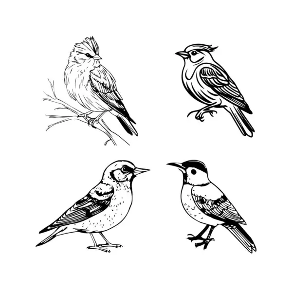 Beyaz arka planda izole edilmiş bir grup el çizimi kuş. Vektör illüstrasyonu.