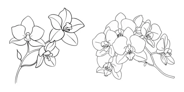 El çizimi Orkide çiçek ana hatları