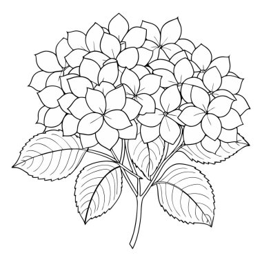 El çizimi Ortanca çiçeği ana hatları