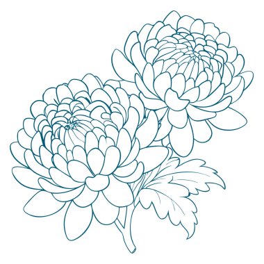 El çizimi Kasımpatı çiçeğinin ana hatları