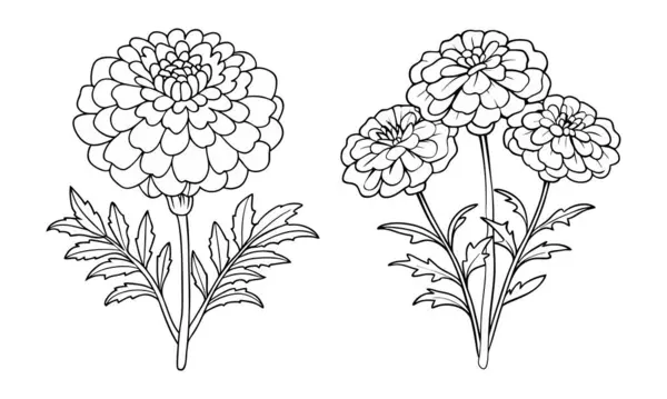 El çizimi Marigold çiçek ana hatları