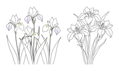 Çocuklar ve yetişkinler için İris çiçeği boyama kitabı sayfa çizimi
