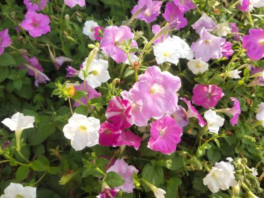 Beautiful bright white and purple- pink colored petunia flowers in a garden. Fresh healthy and fragrant flowers. clipart