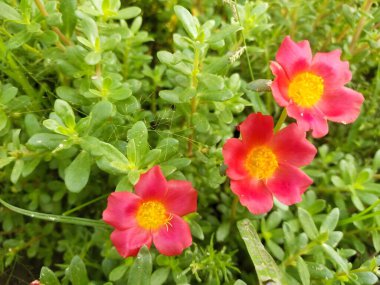 Bahçesinde yeşil yapraklar olan güzel Portekiz çiçekleri.