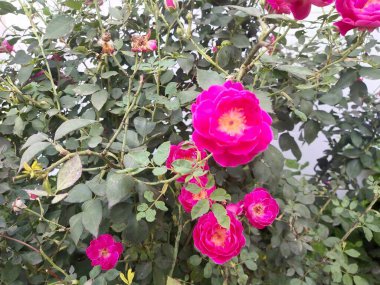 Bahçedeki güzel kırmızı gül.