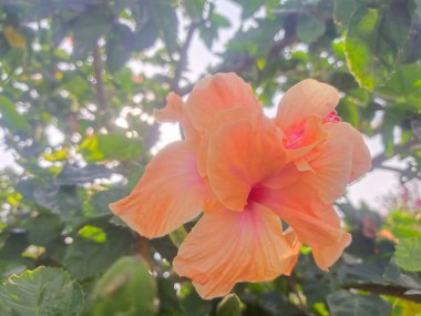 Parlak bir gökyüzüne karşı bir çalılıkta açan canlı mercan amber çiçekleri.