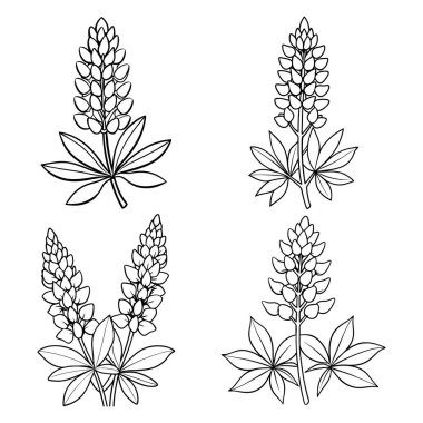 Lupine çiçek ana hatları boyama kitabı sayfa satırı resim çizimi çocuklar ve yetişkinler için vektör çizimi