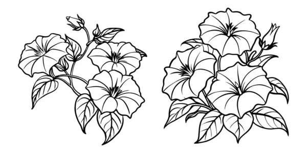 Morning Glory çiçek ana hatlarıyla boyama kitabı sayfa çizimi resim çizimi çocuklar ve yetişkinler için vektör çizimi
