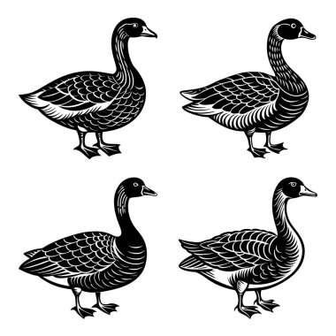 Kaz kuşu silueti koleksiyonu zarif tüy desenleri ve dört zarif poz çizimleriyle