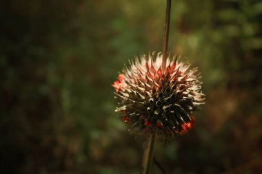 Dikenli solmuş çiçek