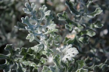 Deniz kenarındaki bir Gümüş Ragwort (Jacobaea maritima) bitkisinin yakın plan fotoğrafı. Güzel yaprak dokusu.