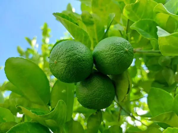 Ağaçtaki limonun yeşil yaprakları
