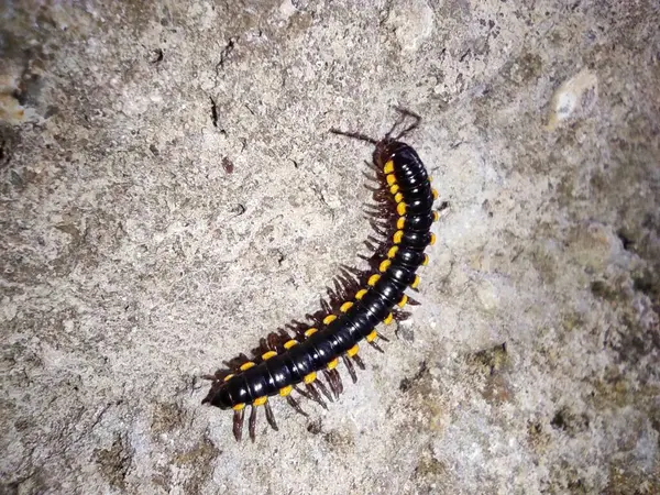 Büyük siyah ve sarı çizgili bir böcek bir kaya yığını üzerinde sürünüyor. Böcek karanlık ve kayalık bir çevreyle çevrilidir, bu da resme ürkütücü ve gizemli bir hava verir.