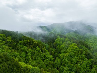 Hava aracı Japonya 'daki bulutla dağlık bir ormanın üzerinden ateş etti. Çam ağaçlarının hava manzarası.
