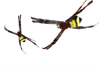 Sarı örümcek beyaz arka planda izole edilmiş. Doğal Bilimler Eğitim Konsepti