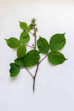 Beyaz arka planda ahududu yaprakları ve tomurcuklanan bir çiçek.