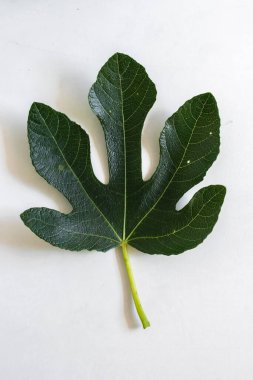 Beyaz arkaplanda yeşil bir incir yaprağı.