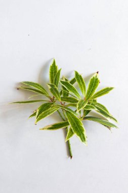 Japon Pieris yaprakları el değmemiş beyaz arkaplanda narin yapraklar ve botanik zarafeti sergiliyor..