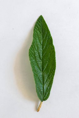 Temiz beyaz arkaplanda taze Prag Viburum yaprağı, botanik sadeliği ve zarafet.