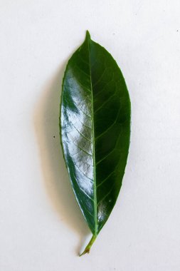 Temiz beyaz arka planda Azalea yaprağı, botanik güzelliğinin ve canlı rengin sembolü..