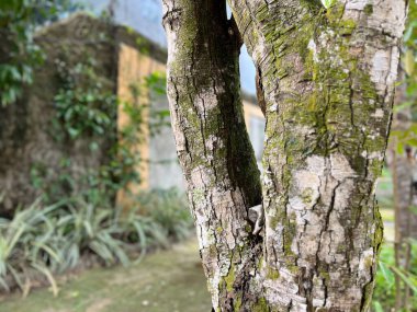 Yosun kaplı ağaç gövdelerinin arka planı