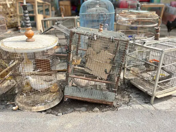 Yol kenarındaki hayvan pazarında güvercin ticareti